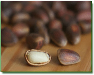 Cedar Nuts