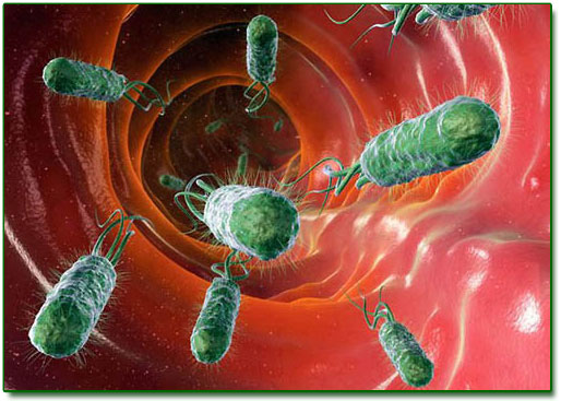 helicobacter pylori