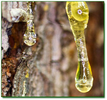 Ringing Cedars. Resin extract