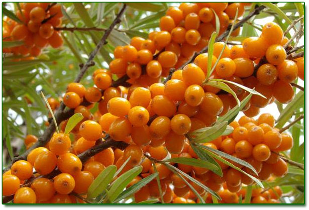 Ringing Cedars. Sea Buckthorn Oil